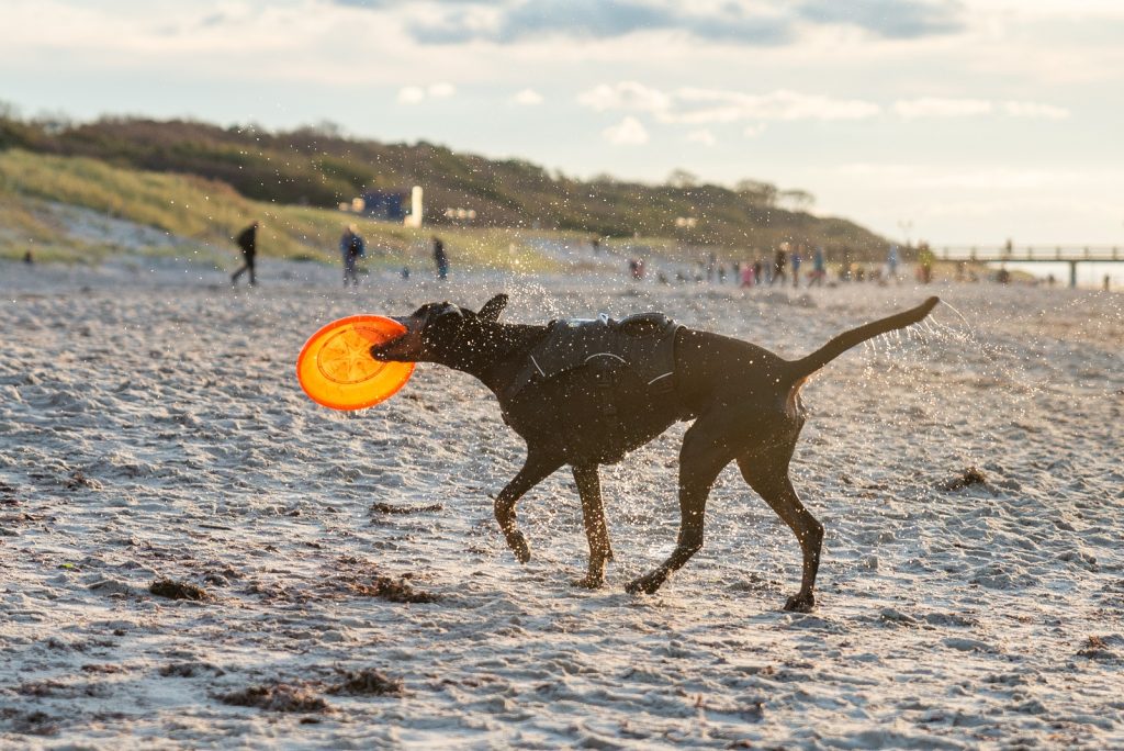Hund am Strand von Graal-Müritz
